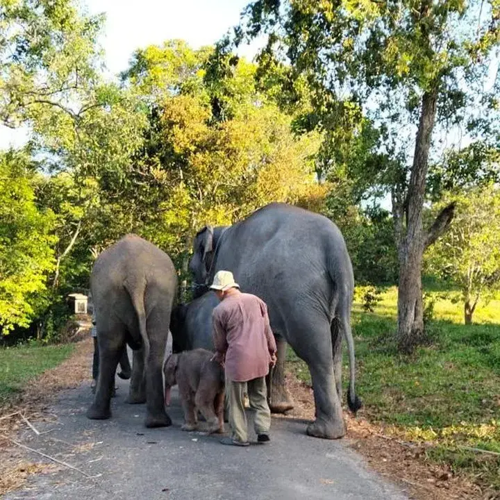 Api Melalap Taman Nasional Way Kambas, Nasib Gajah Liar Terpantau Aman