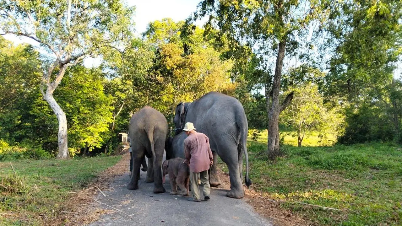 Api Melalap Taman Nasional Way Kambas, Nasib Gajah Liar Terpantau Aman