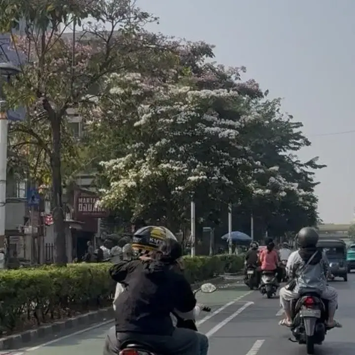 Bunga Tabebuya Hiasi Jakarta Pusat, Ciptakan Suasana Jepang