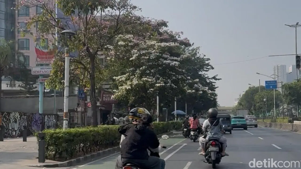 Bunga Tabebuya Hiasi Jakarta Pusat, Ciptakan Suasana Jepang
