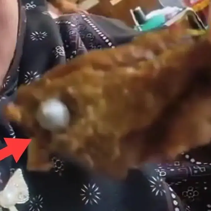 Ditemukan Benda Mirip Peluru di Menu Makan Siswa SD Lampung Utara, Program Gizi Disetop