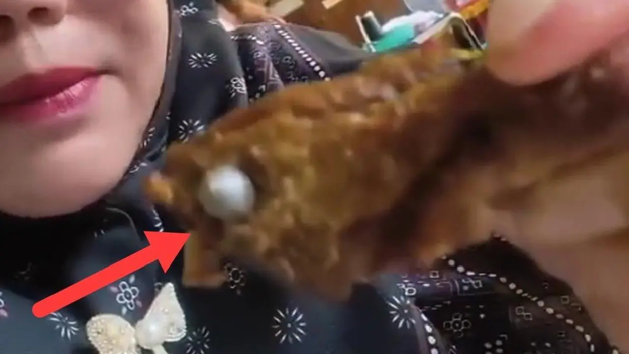 Ditemukan Benda Mirip Peluru di Menu Makan Siswa SD Lampung Utara, Program Gizi Disetop