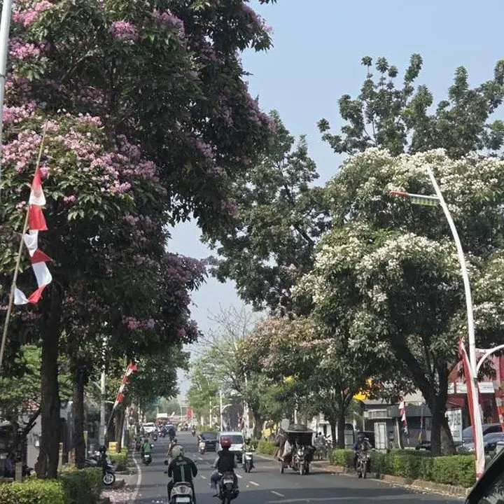 Pohon Tabebuya Mekar di Kemang, Warga Sebut Mirip Pemandangan Jepang