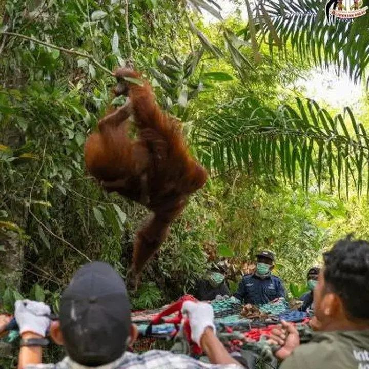 Tiga Orang Utan Dievakuasi dari Kebun Warga Akibat Karhutla di Ketapang