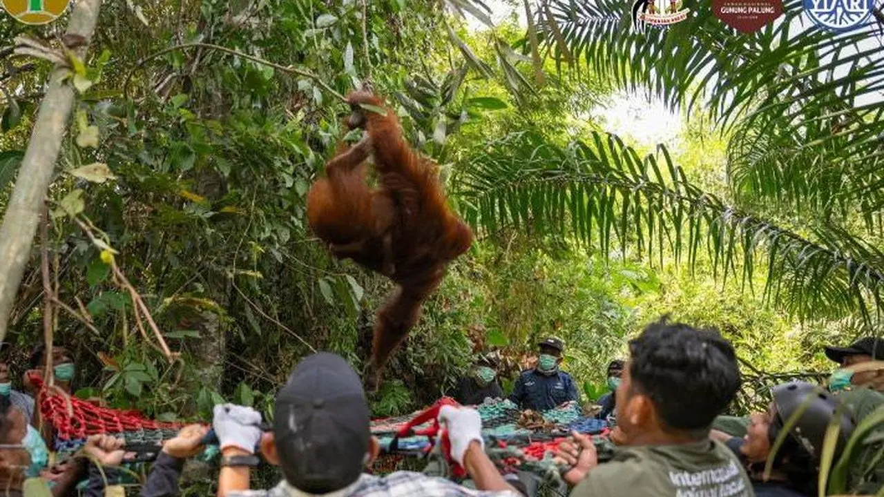 Tiga Orang Utan Dievakuasi dari Kebun Warga Akibat Karhutla di Ketapang