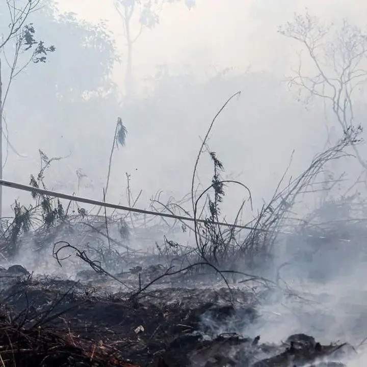 Titik Panas Karhutla di Kalimantan Meningkat, BNPB Perkuat Penanganan