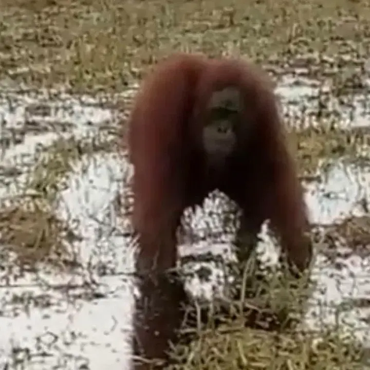 Warga Kotim Temukan Orang Utan dan Beruang Madu di Dekat Permukiman