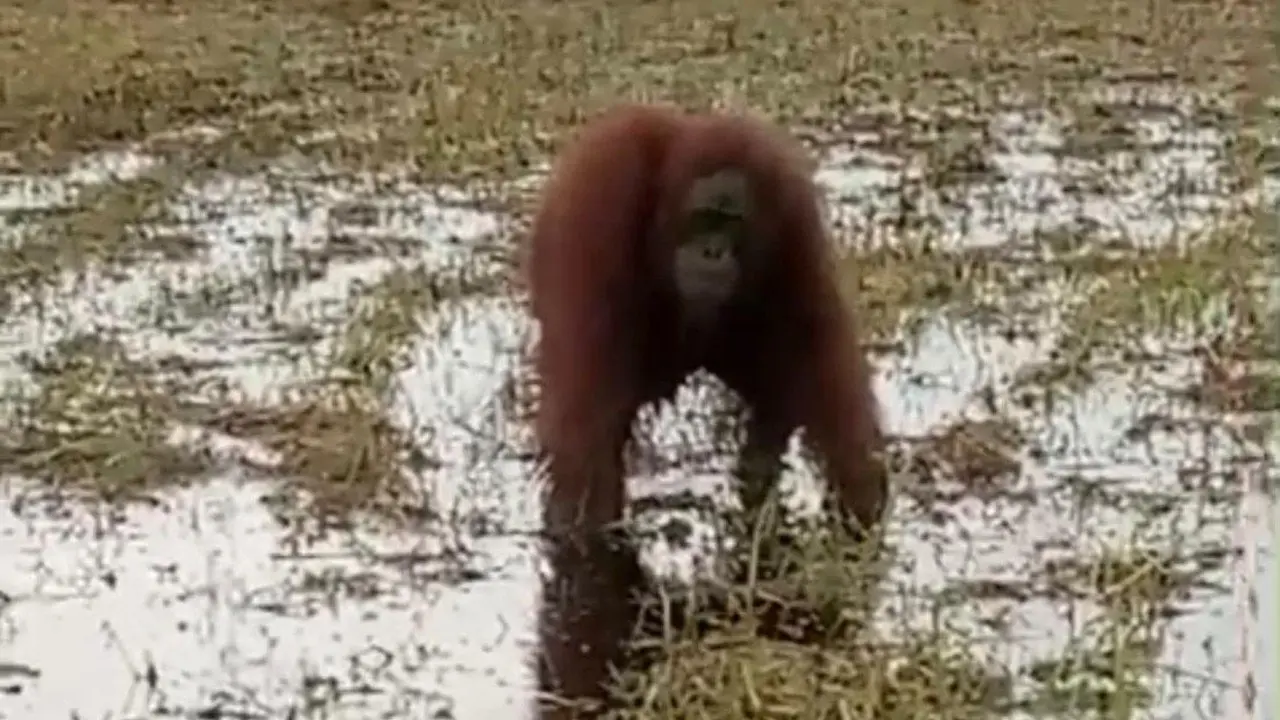 Warga Kotim Temukan Orang Utan dan Beruang Madu di Dekat Permukiman