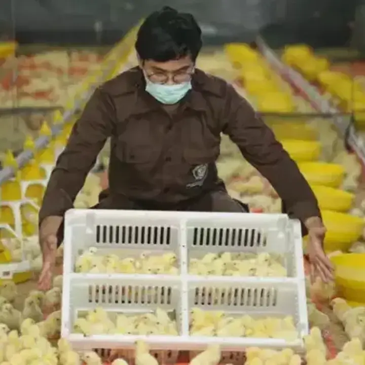 Kinerja Laba CPIN Melonjak, Phintraco Sekuritas Pertahankan Rekomendasi Beli