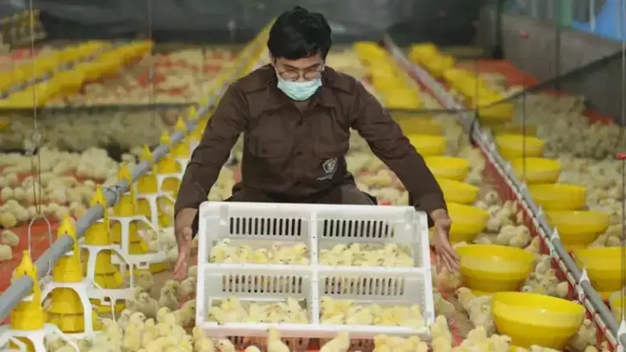 Kinerja Laba CPIN Melonjak, Phintraco Sekuritas Pertahankan Rekomendasi Beli